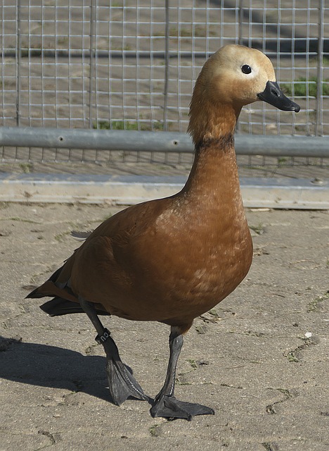 冠球队之一